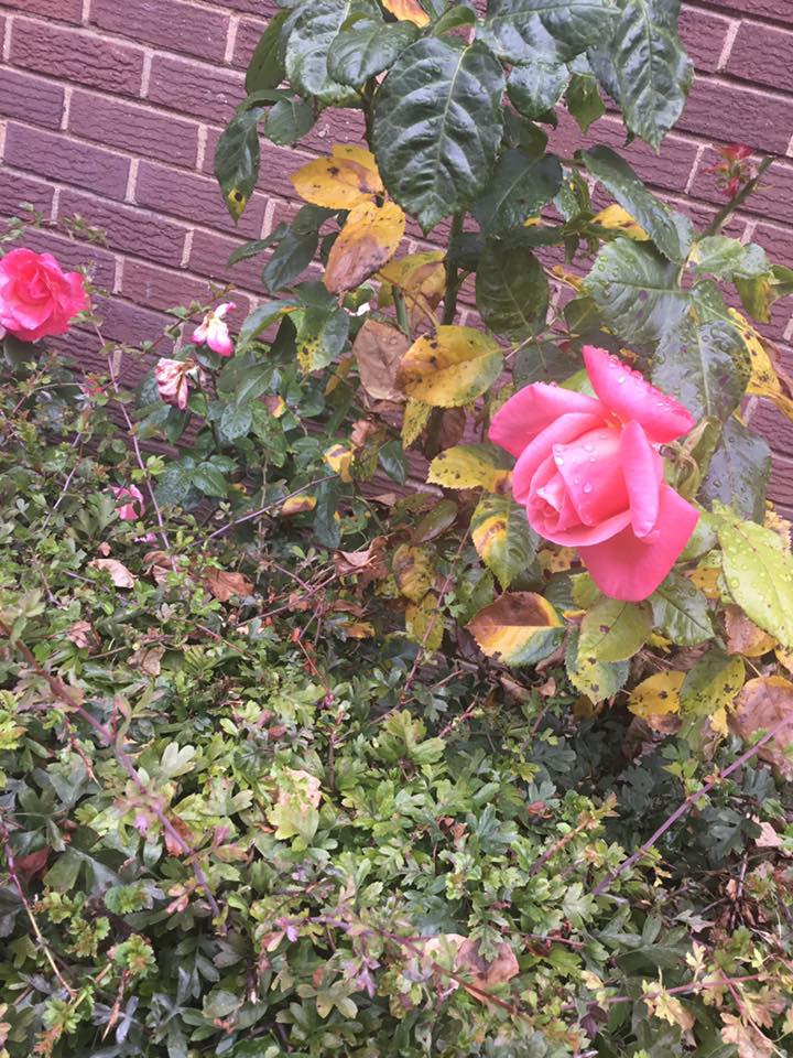 f:id:miwatime0426:20200217194511j:plain f:id:miwatime0426:20200217194511j:plain