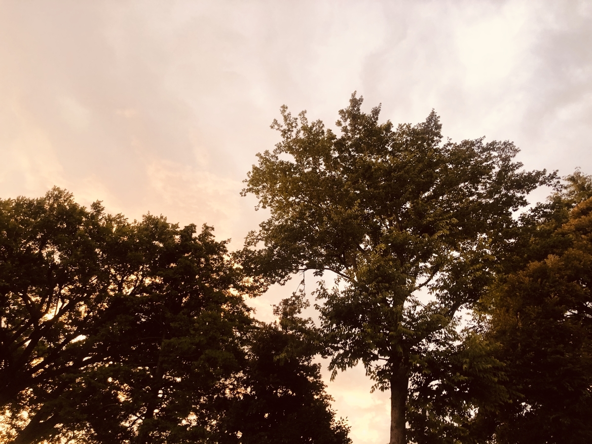 f:id:miwatime0426:20200704211319j:plain f:id:miwatime0426:20200704211319j:plain