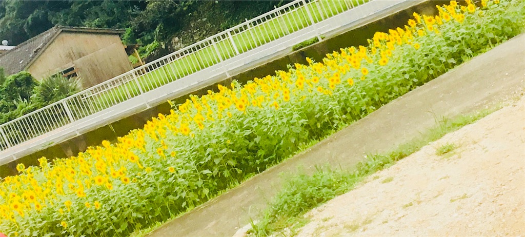 f:id:miwatime0426:20200824155821j:image
