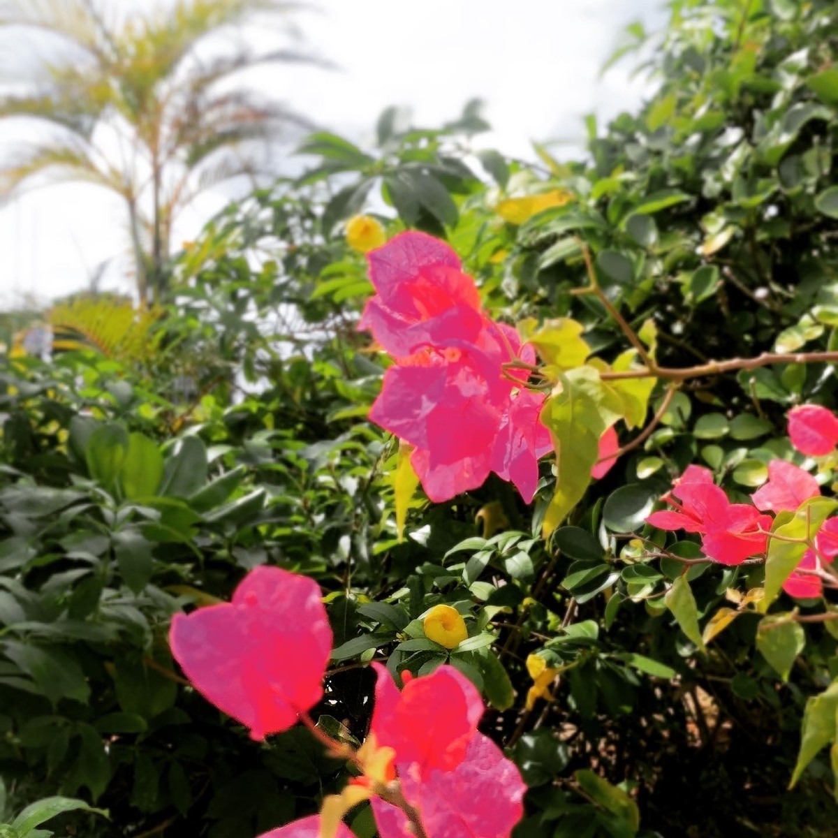 f:id:miwatime0426:20201024220355j:plain f:id:miwatime0426:20201024220355j:plain