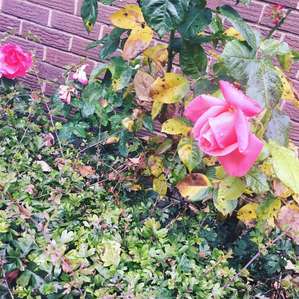 f:id:miwatime0426:20210113205328j:image