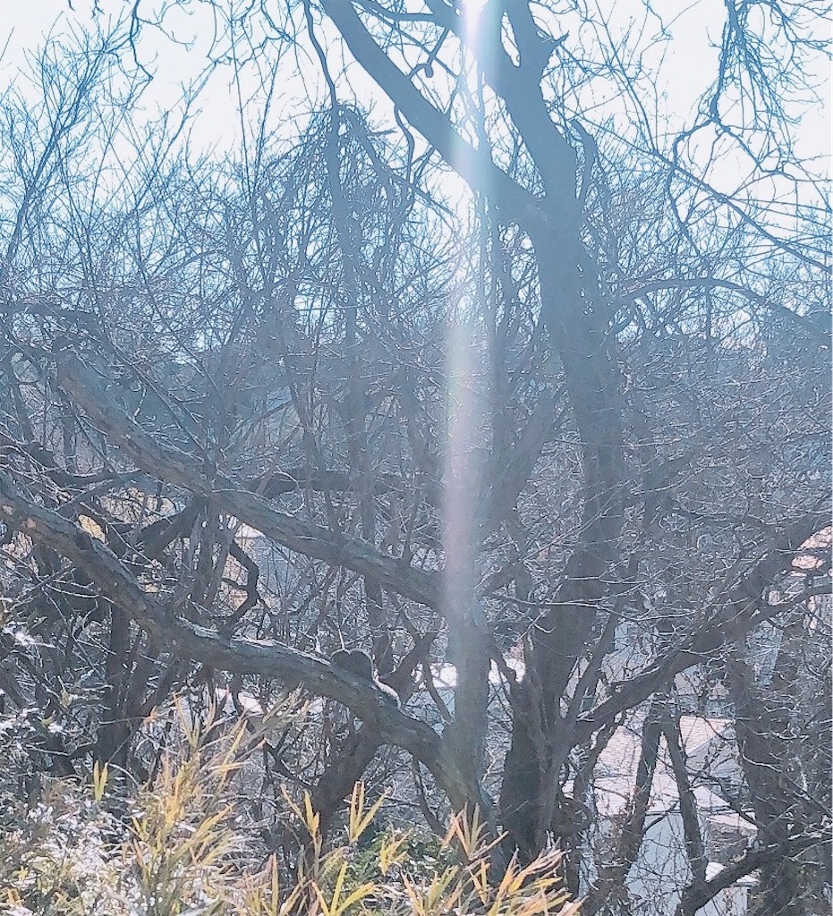 f:id:miwatime0426:20230129112300j:image f:id:miwatime0426:20230129112300j:image