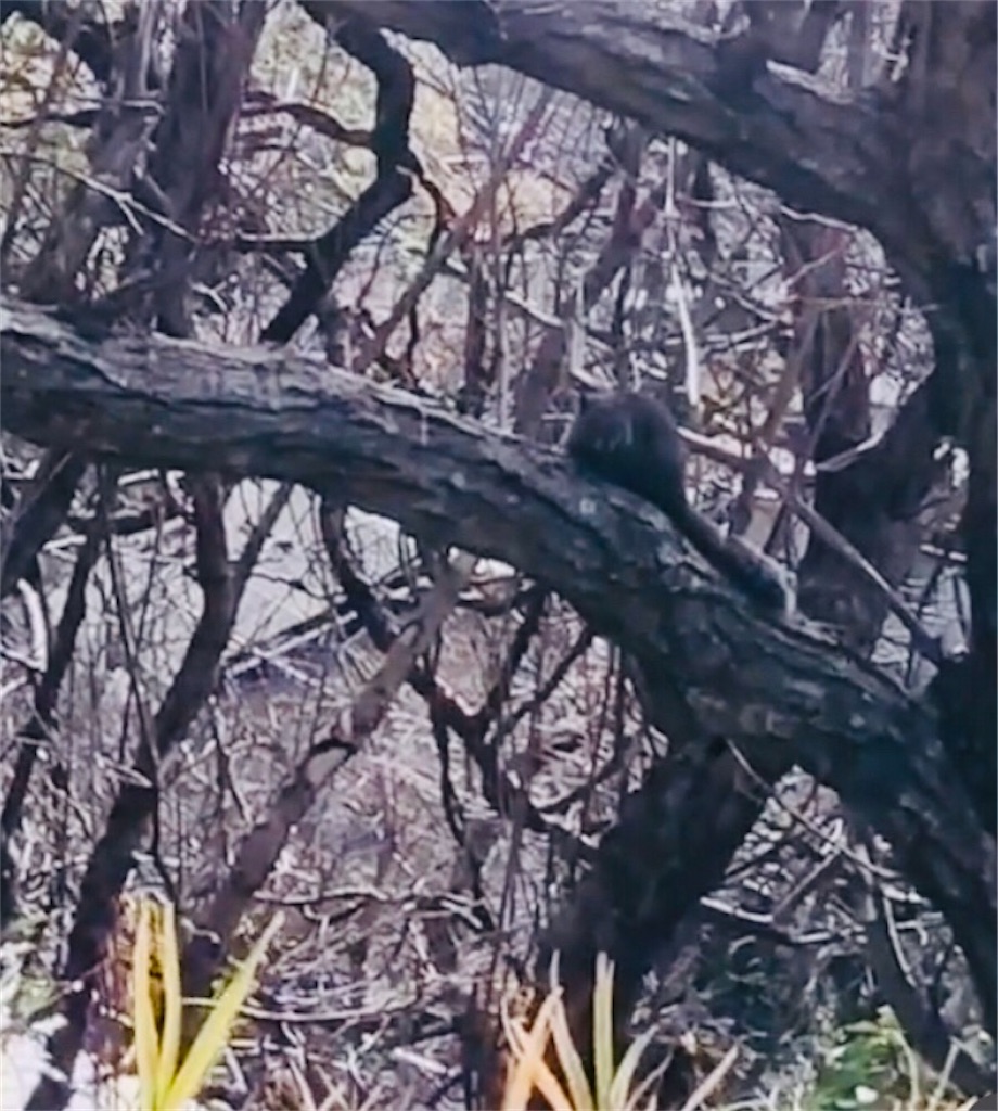 f:id:miwatime0426:20230129112304j:image f:id:miwatime0426:20230129112304j:image