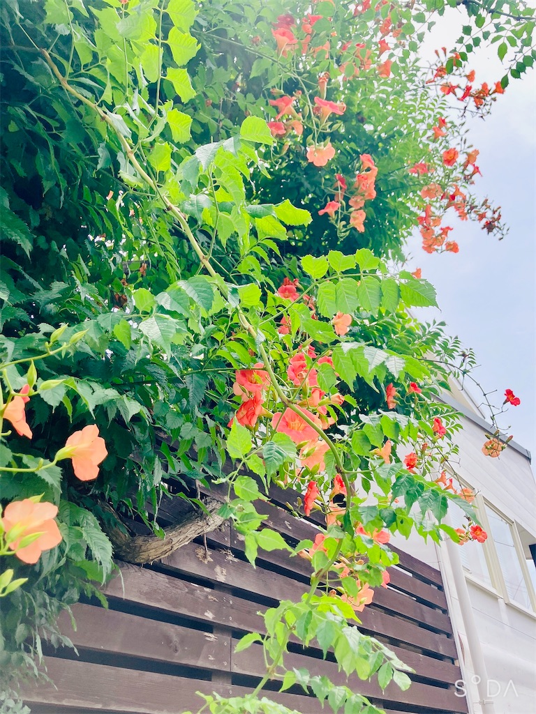 f:id:miwatime0426:20260704123508j:image