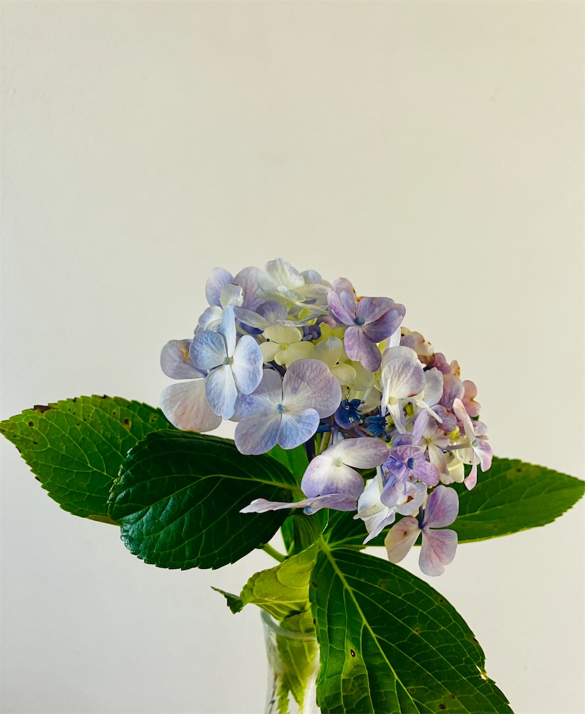 f:id:miwatime0426:20260709143532j:image