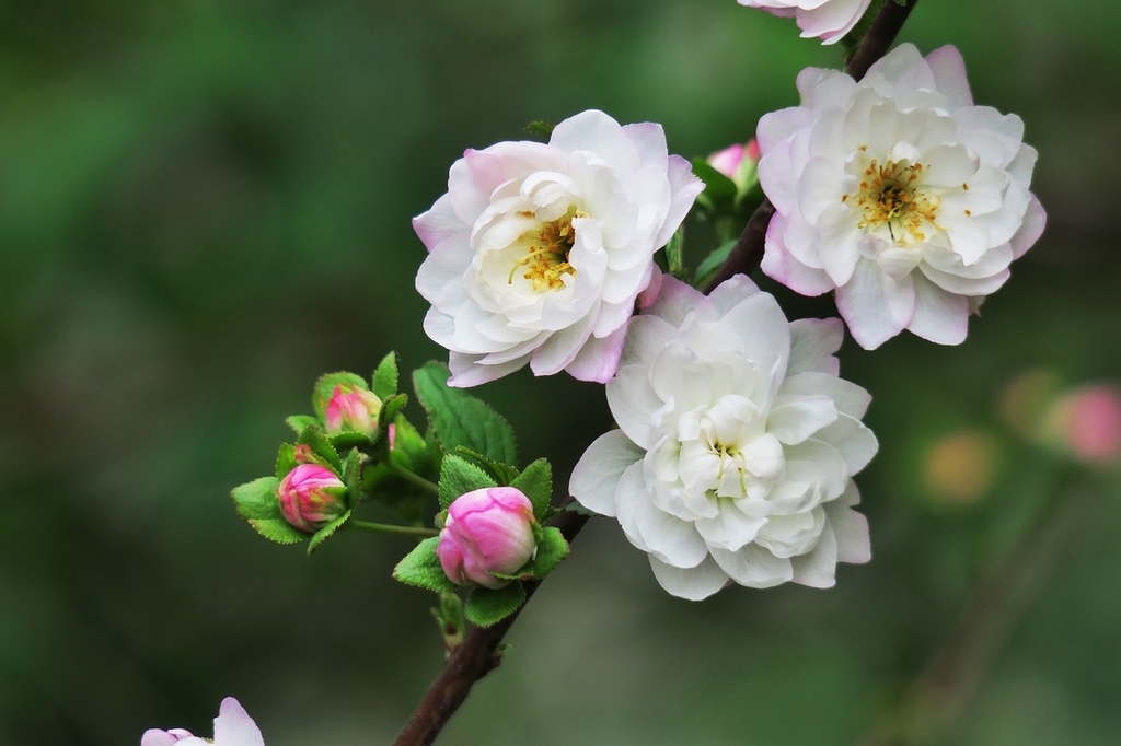 f:id:miww55:20190205183427j:plain
