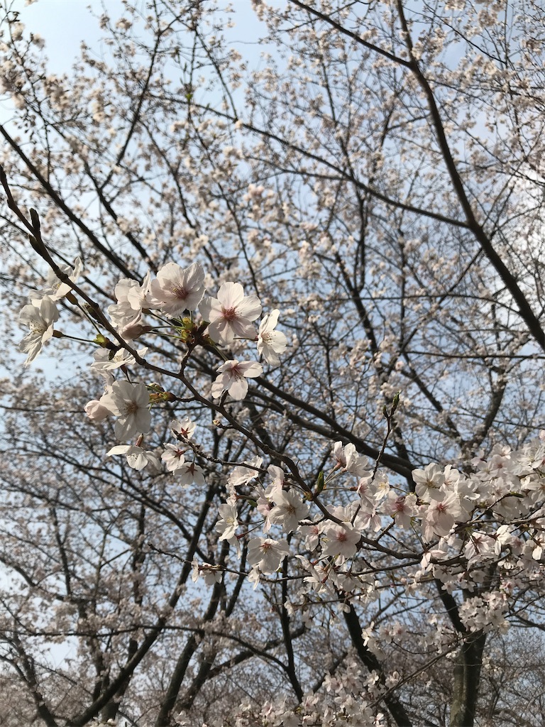 f:id:miww55:20190329234755j:image f:id:miww55:20190329234755j:image