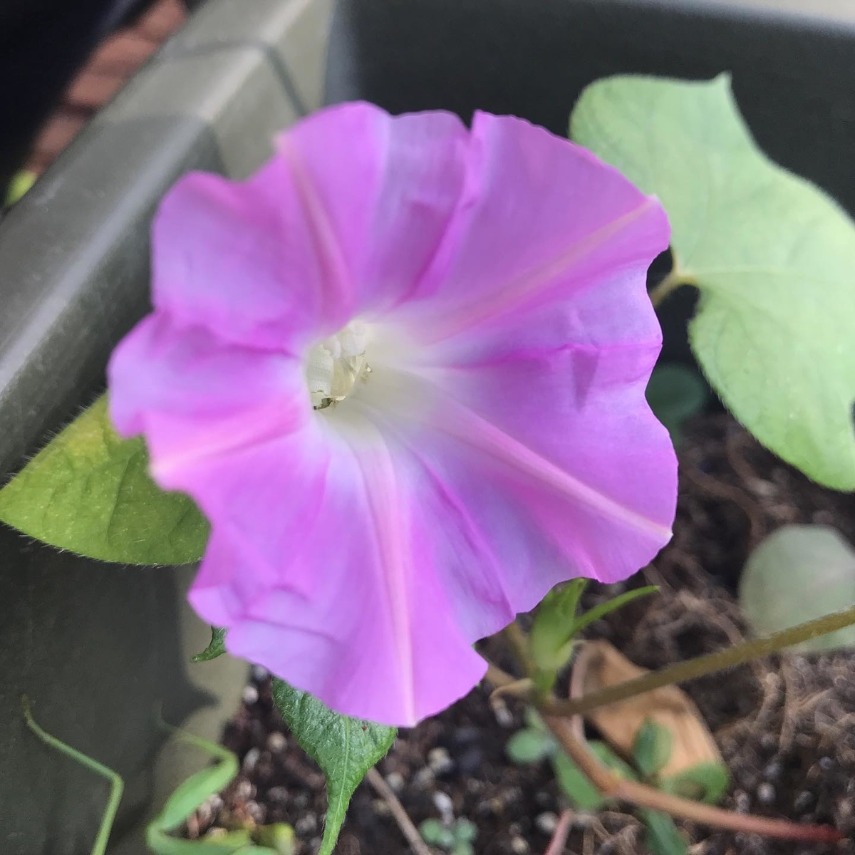 f:id:miww55:20201024230056j:plain f:id:miww55:20201024230056j:plain