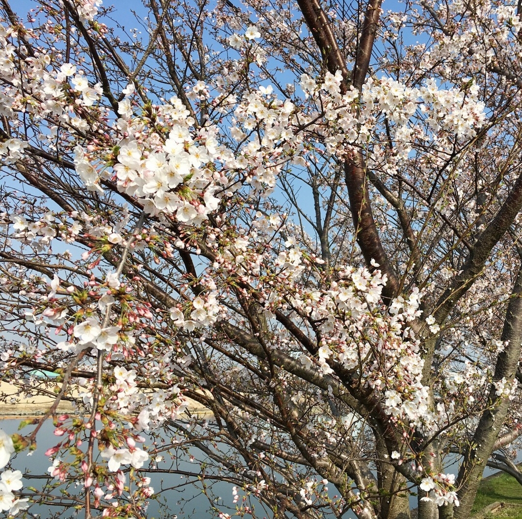 f:id:mix-juice:20180329095450j:plain f:id:mix-juice:20180329095450j:plain