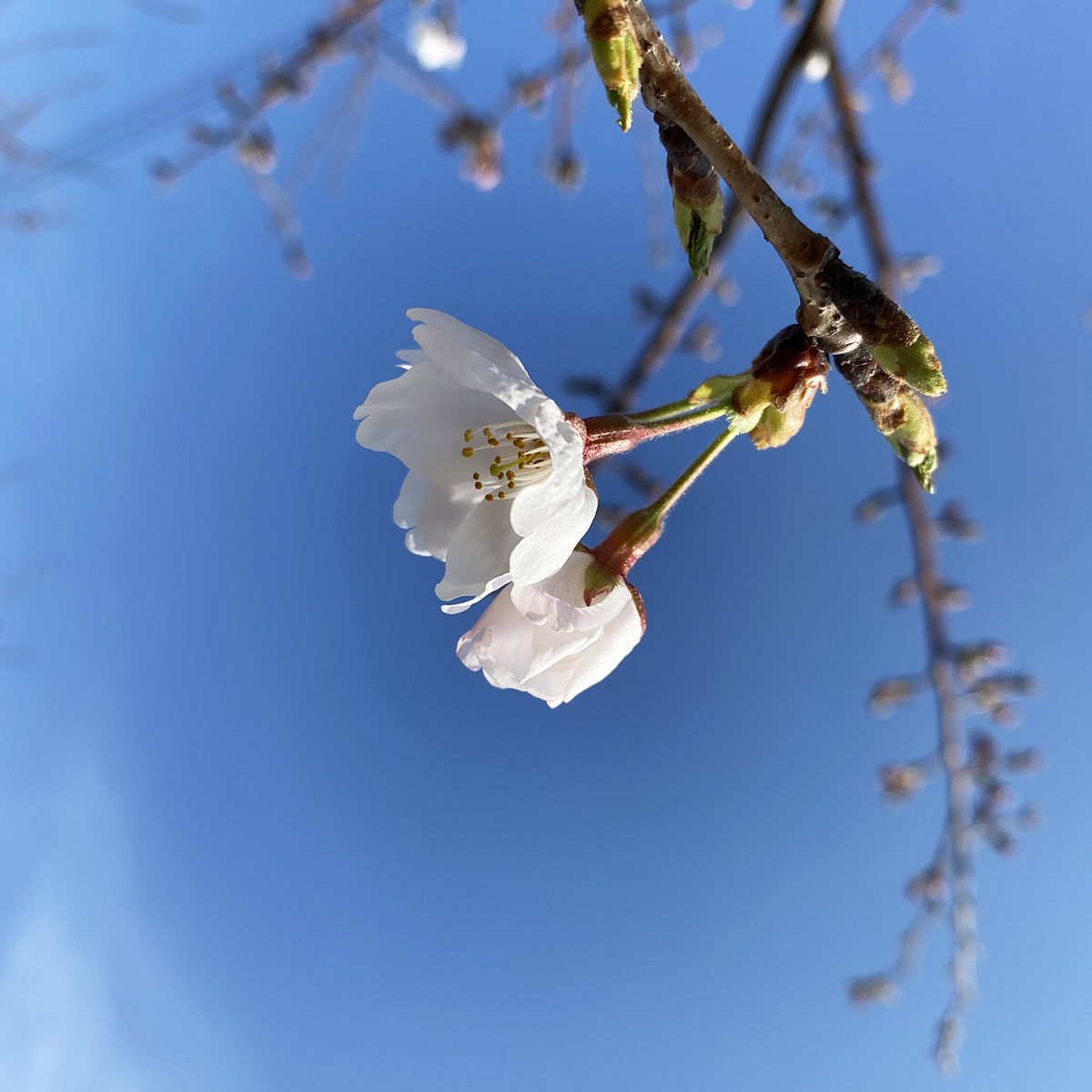 f:id:mix-juice:20200326121722j:plain f:id:mix-juice:20200326121722j:plain