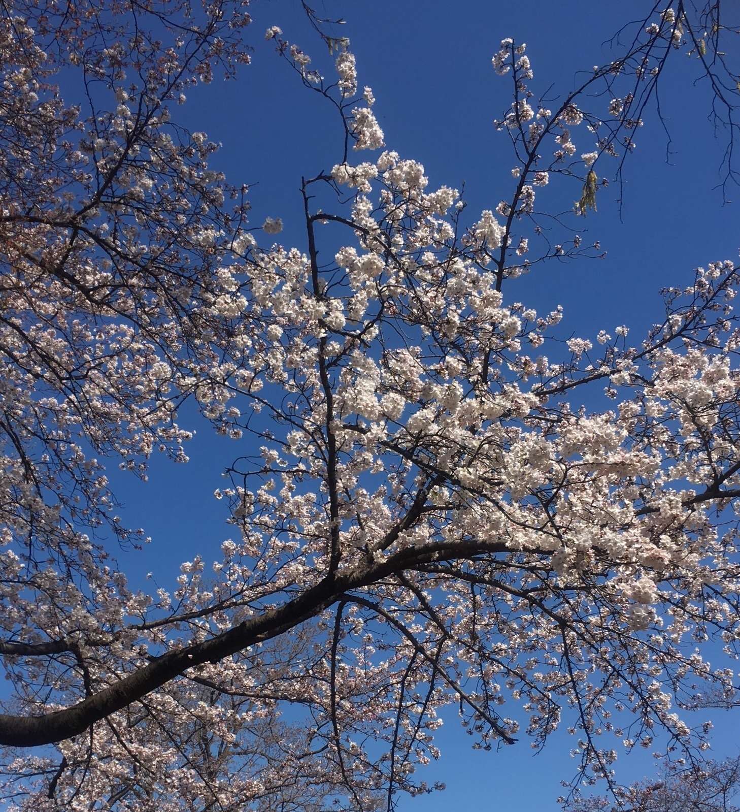 f:id:mix-twin:20190207220510j:plain f:id:mix-twin:20190207220510j:plain