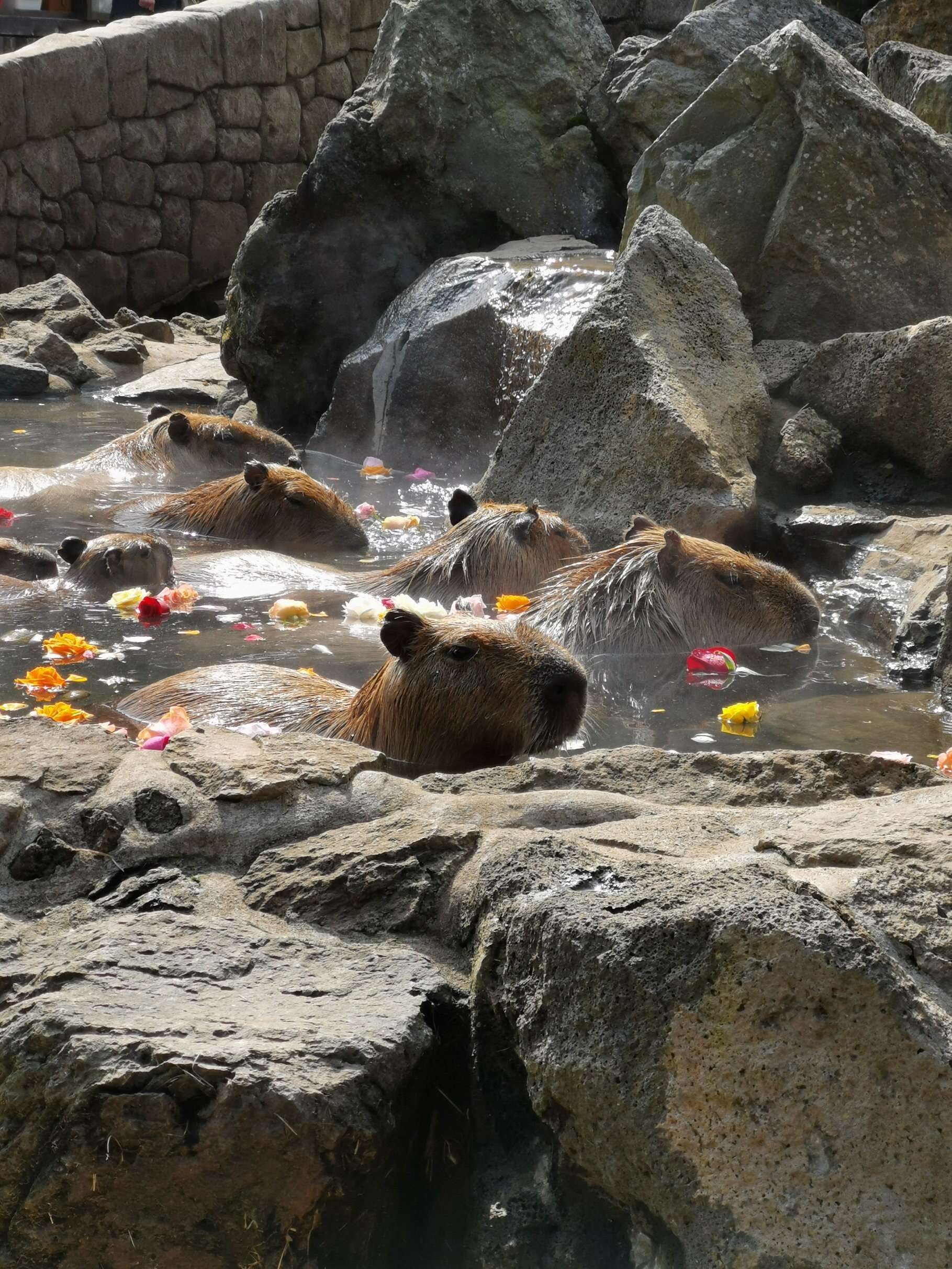 f:id:mix-twin:20190226205154j:image