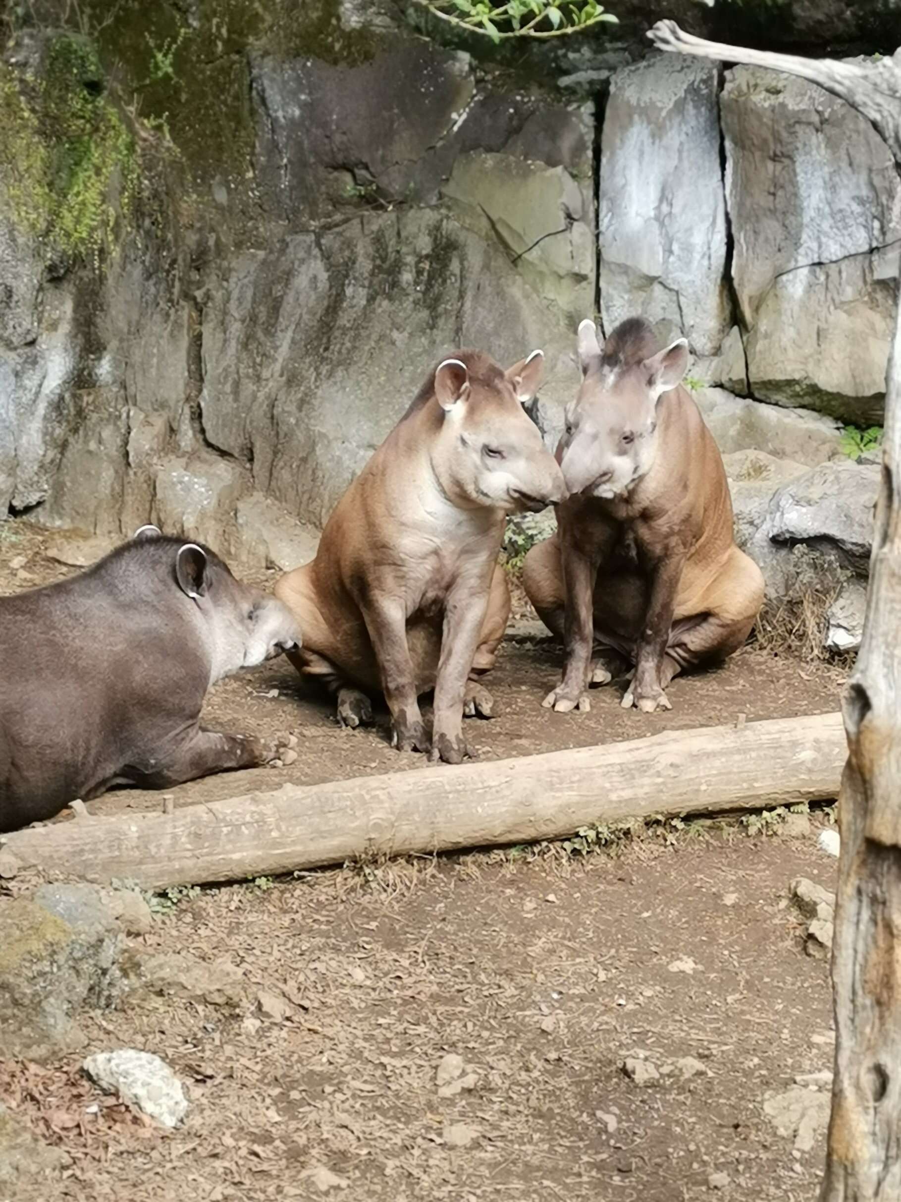 f:id:mix-twin:20190226205330j:image