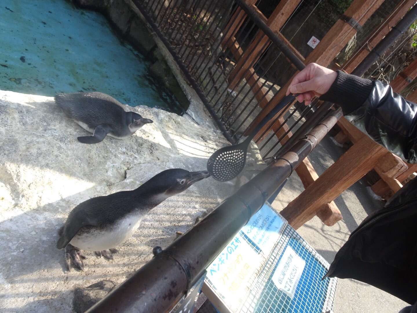 f:id:mix-twin:20190226205337j:image