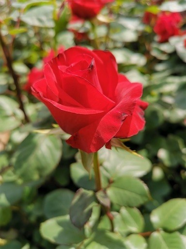 f:id:mix-twin:20190505223244j:plain f:id:mix-twin:20190505223244j:plain