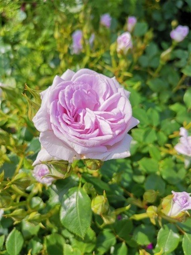 f:id:mix-twin:20190505223300j:plain f:id:mix-twin:20190505223300j:plain