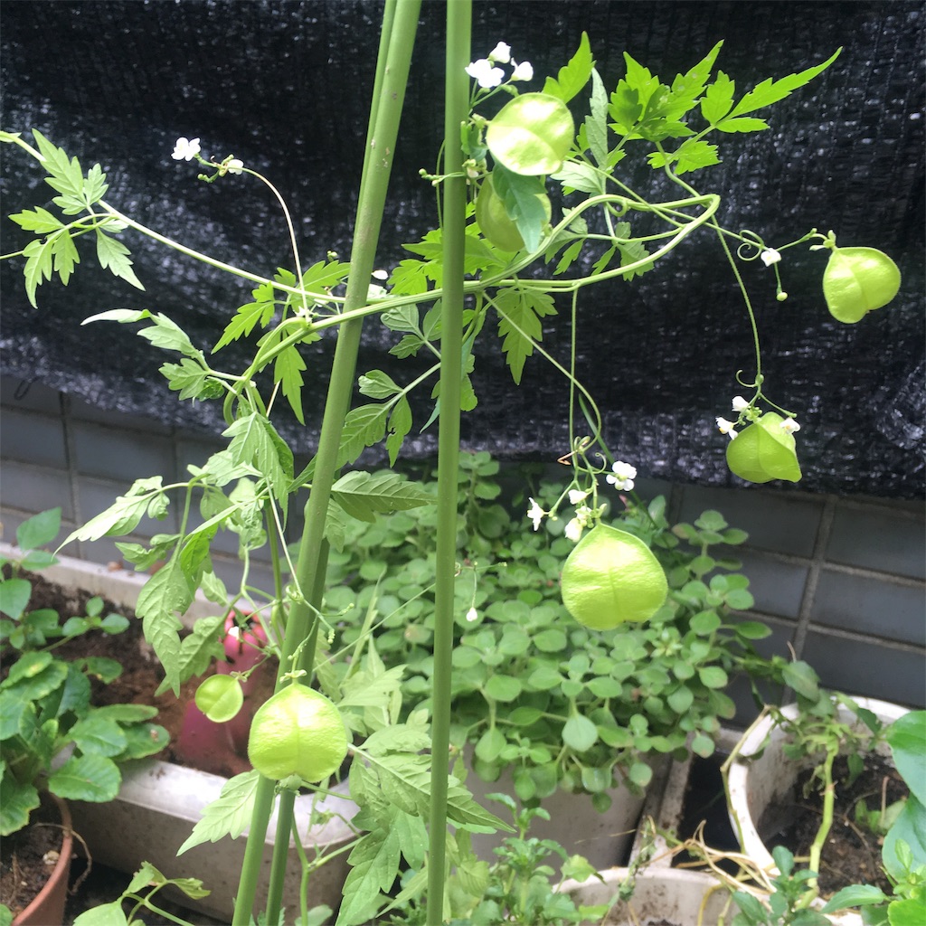 f:id:mixirio:20190712015831j:image