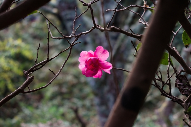 f:id:mixsato:20181121234635p:plain