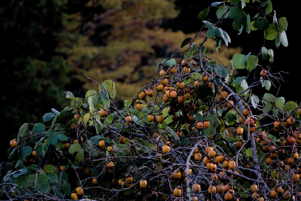 f:id:mixsato:20191121202359j:plain f:id:mixsato:20191121202359j:plain