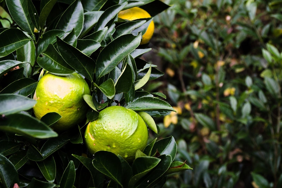 f:id:mixsato:20191128211823j:plain f:id:mixsato:20191128211823j:plain