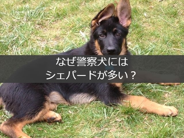 なんで警察犬にはシェパードが多いの Mixtrivia