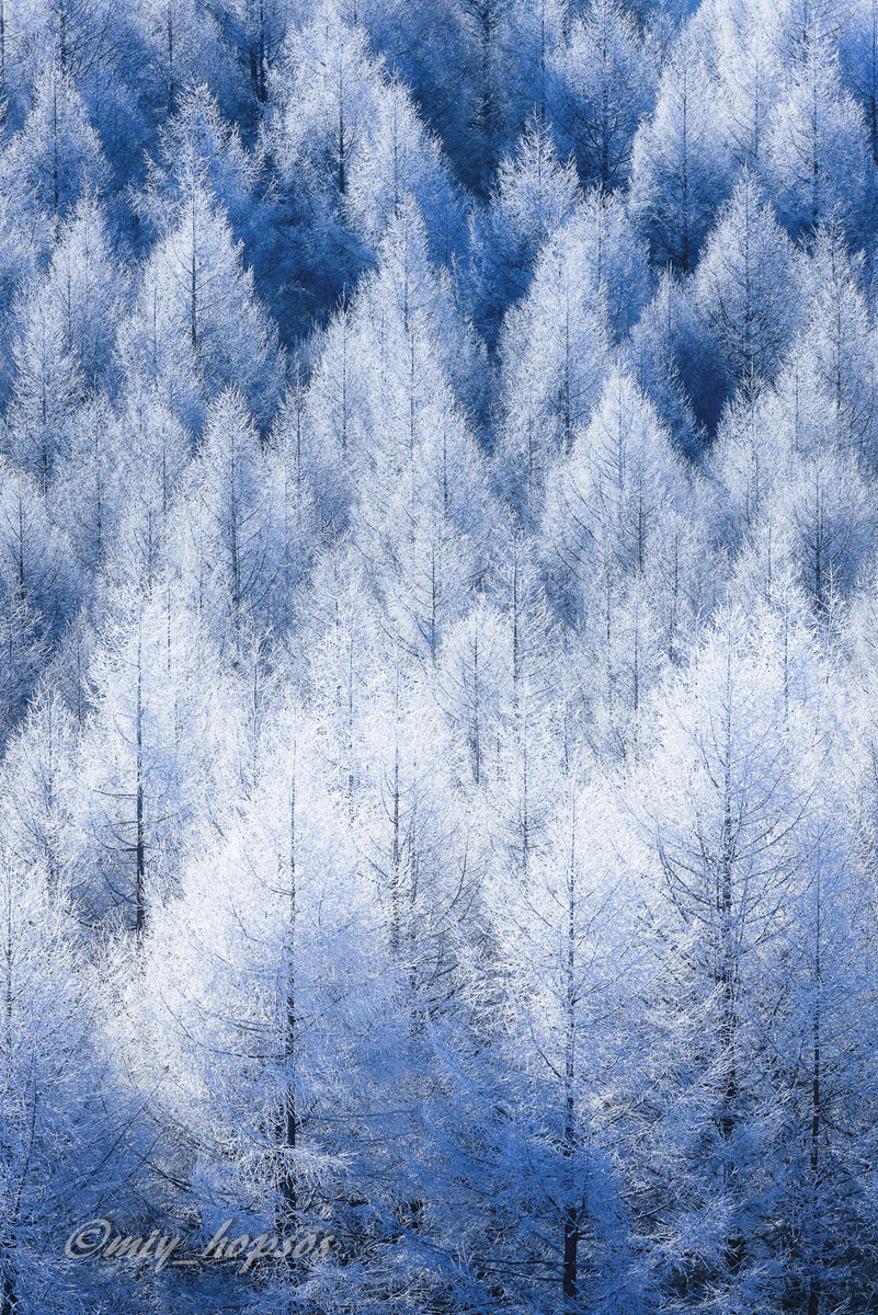 霧ヶ峰の霧氷 Miy Photolog