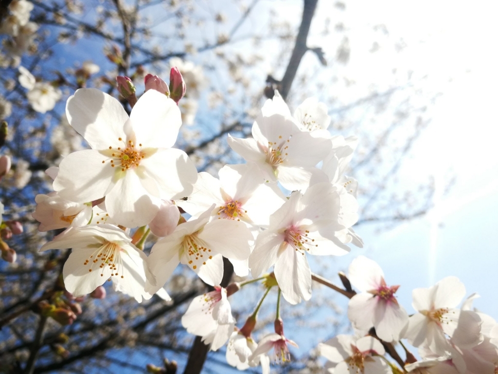 f:id:miya-lapine:20180331190340j:plain f:id:miya-lapine:20180331190340j:plain