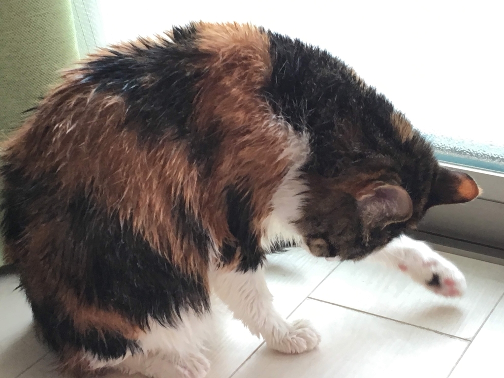 f:id:miya-lapine:20180910100818j:plain