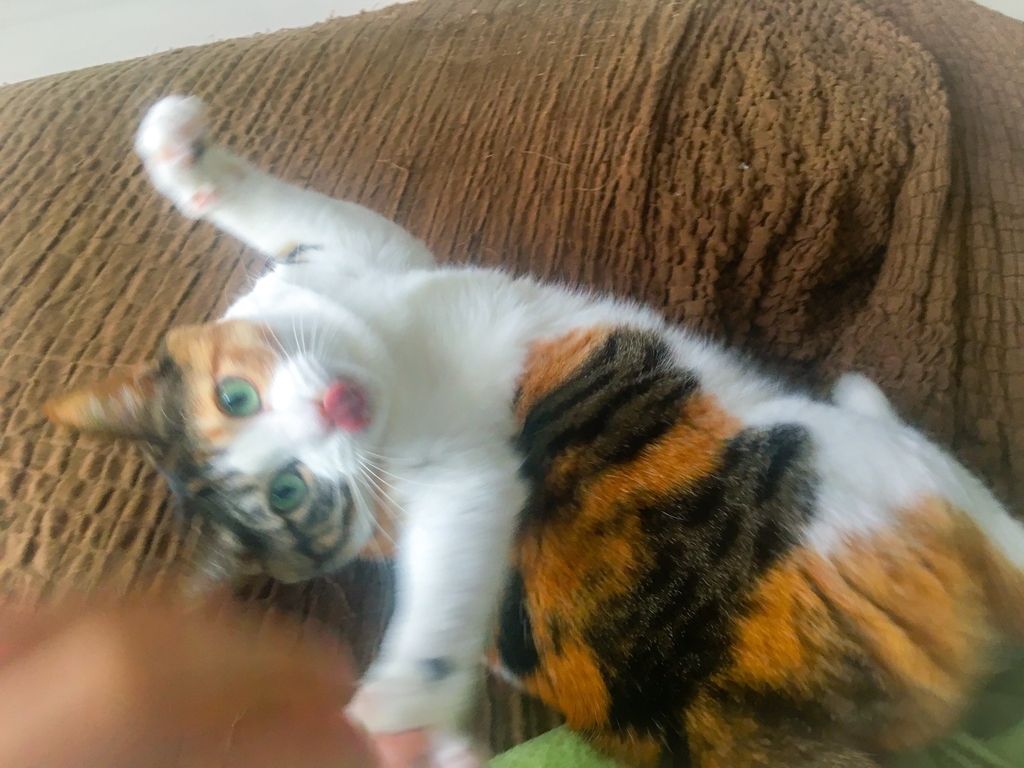 f:id:miya-lapine:20190122132203j:plain