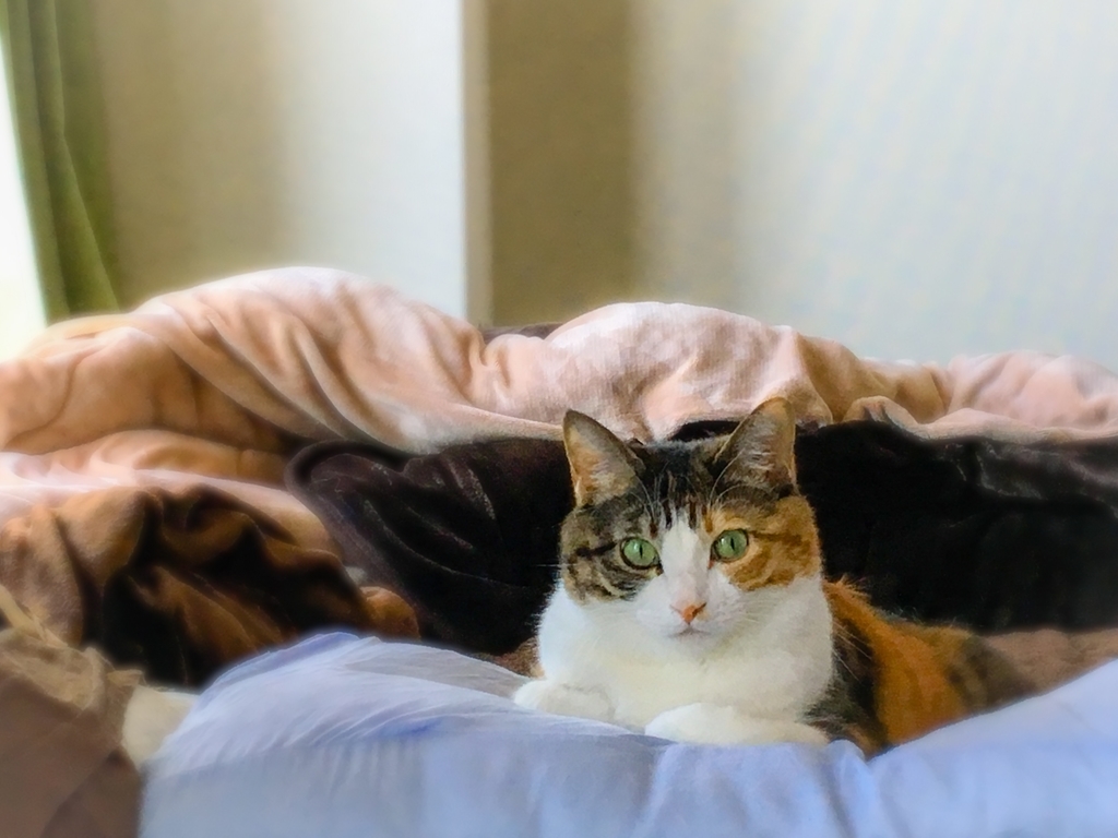 f:id:miya-lapine:20190123123545j:plain