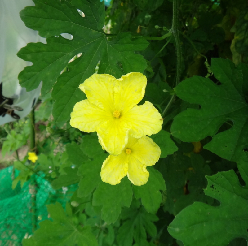 f:id:miya_tomac:20160919124410j:plain f:id:miya_tomac:20160919124410j:plain