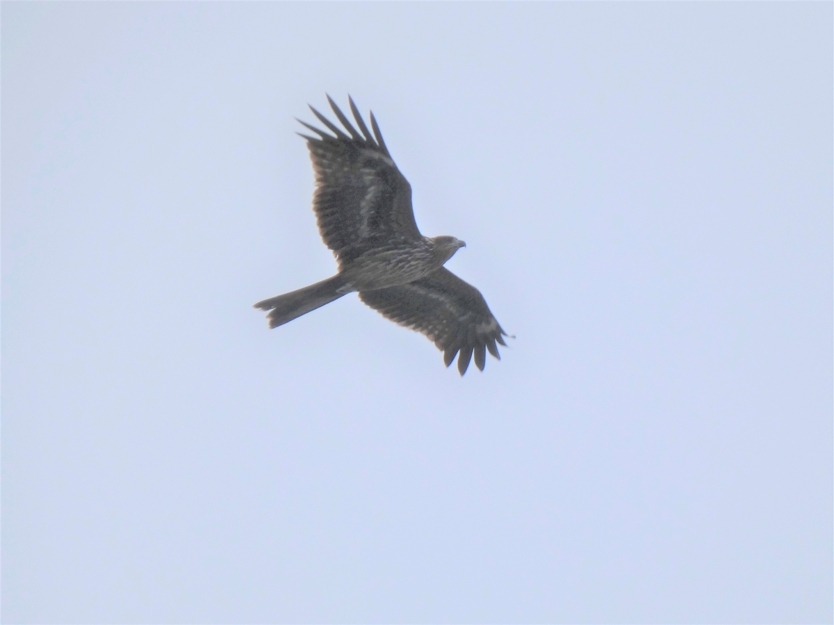 f:id:miyabi1958:20210912104909j:plain