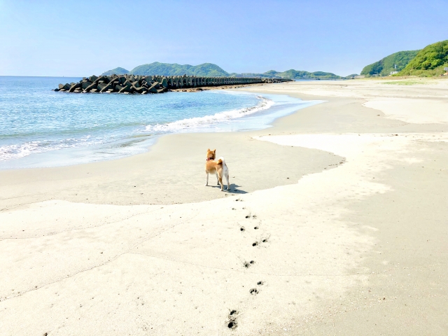 f:id:miyabi1958:20211101160945j:plain