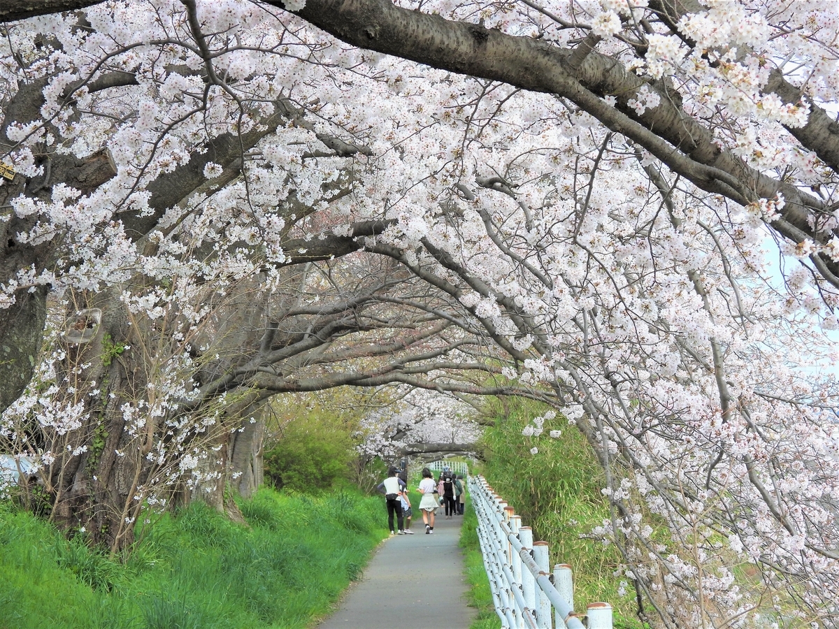 f:id:miyabi1958:20220331111316j:plain