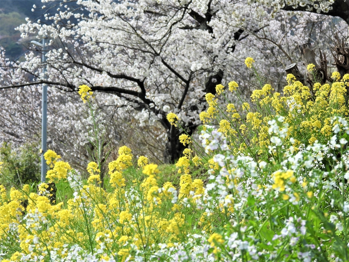 f:id:miyabi1958:20220331112507j:plain