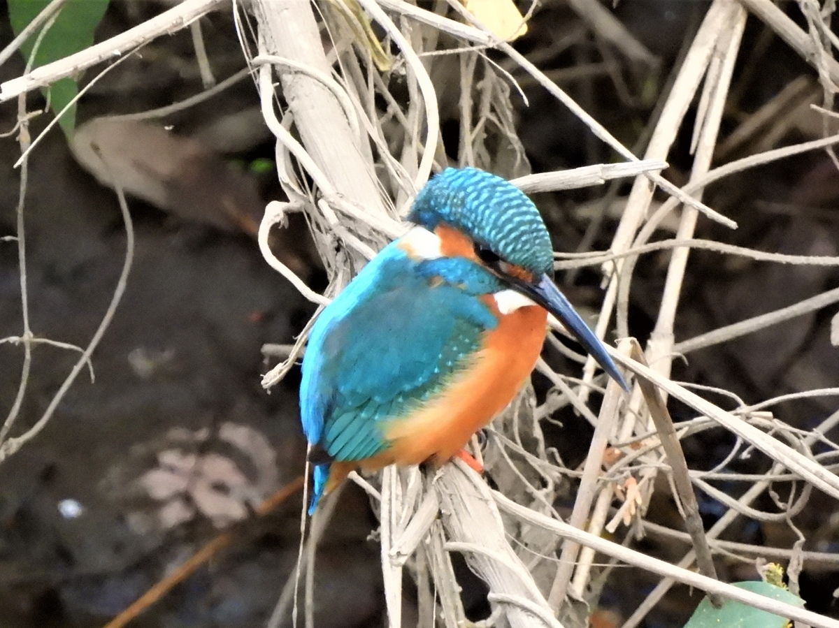嵐の目、ウギン 鳥撮散歩 金目川にイソシギが戻って来たようです - ほとんど半径