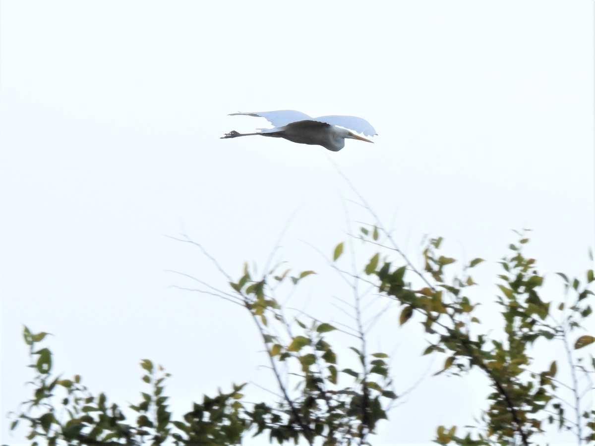 嵐の目、ウギン 鳥撮散歩 金目川にイソシギが戻って来たようです - ほとんど半径
