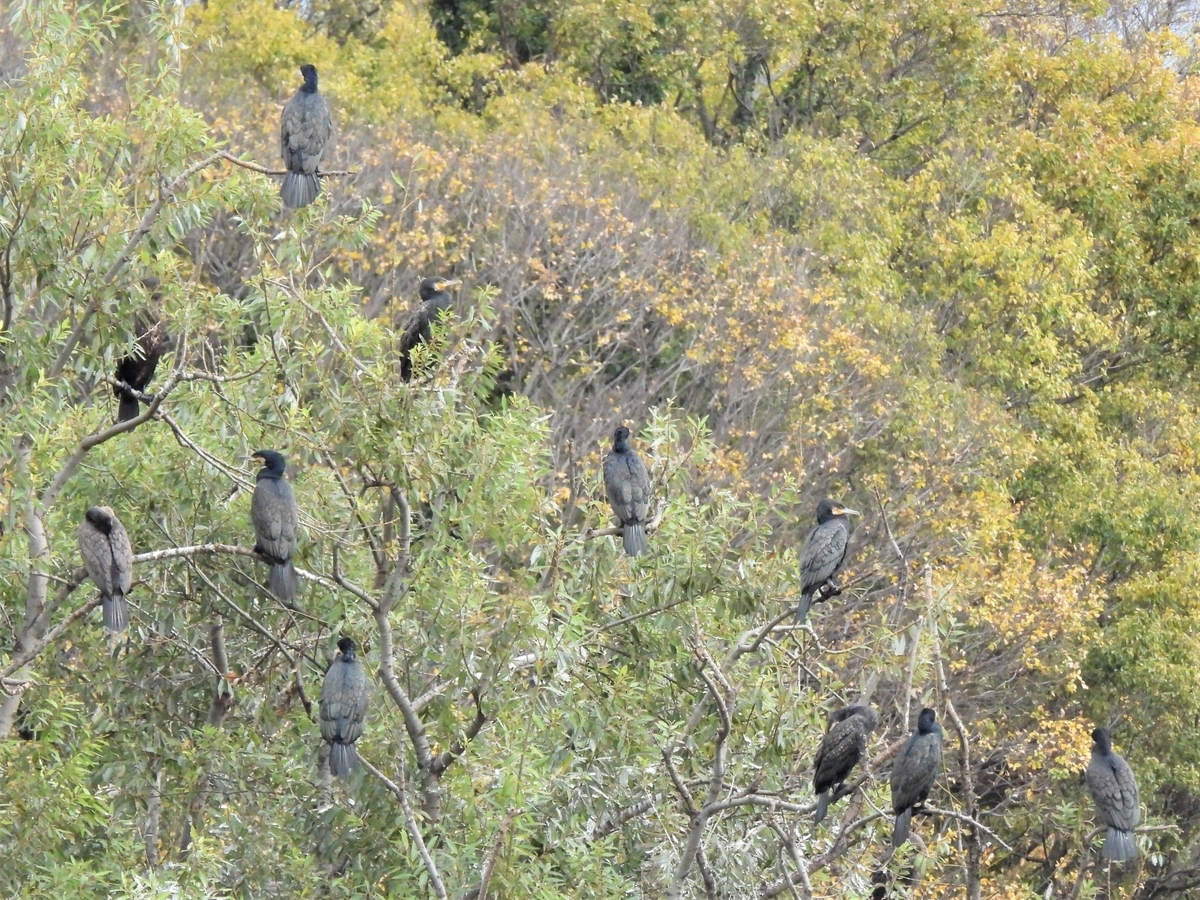 嵐の目、ウギン 鳥撮散歩 金目川にイソシギが戻って来たようです - ほとんど半径