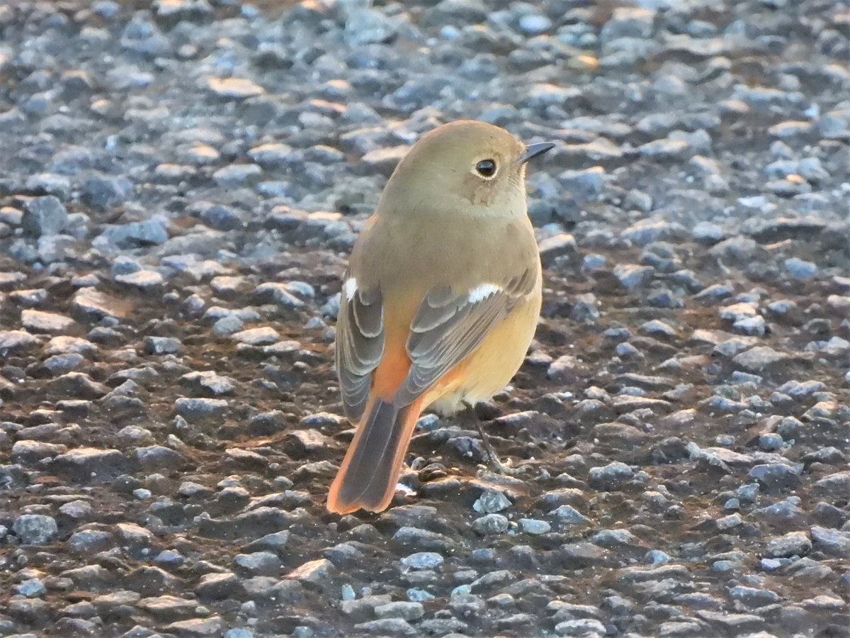 鳥撮散歩 採餌するアオサギとカイツブリ - ほとんど半径10km