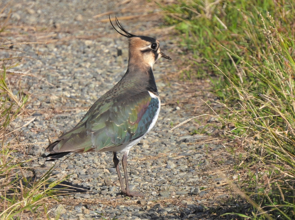 鳥撮散歩 念ずれば通ず！初見初撮、「田んぼの貴婦人」タゲリ