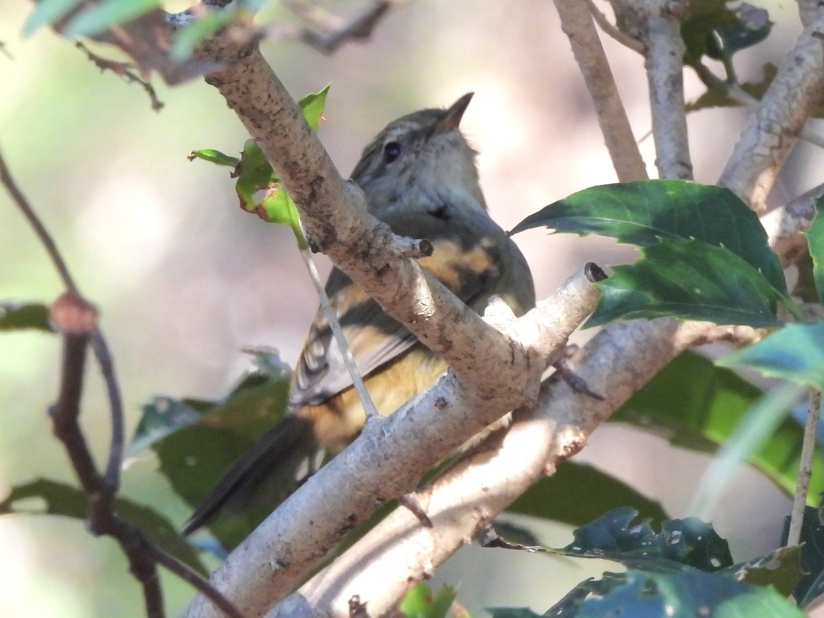 鳥撮日記 諦めたその時にウグイス現る！＠平塚市総合公園 - ほとんど