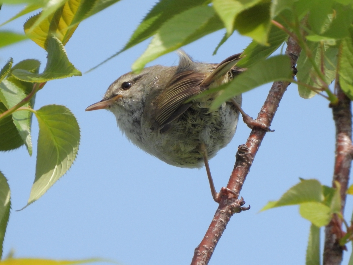 鳥撮散歩 見返りウグイス - ほとんど半径10km円の中