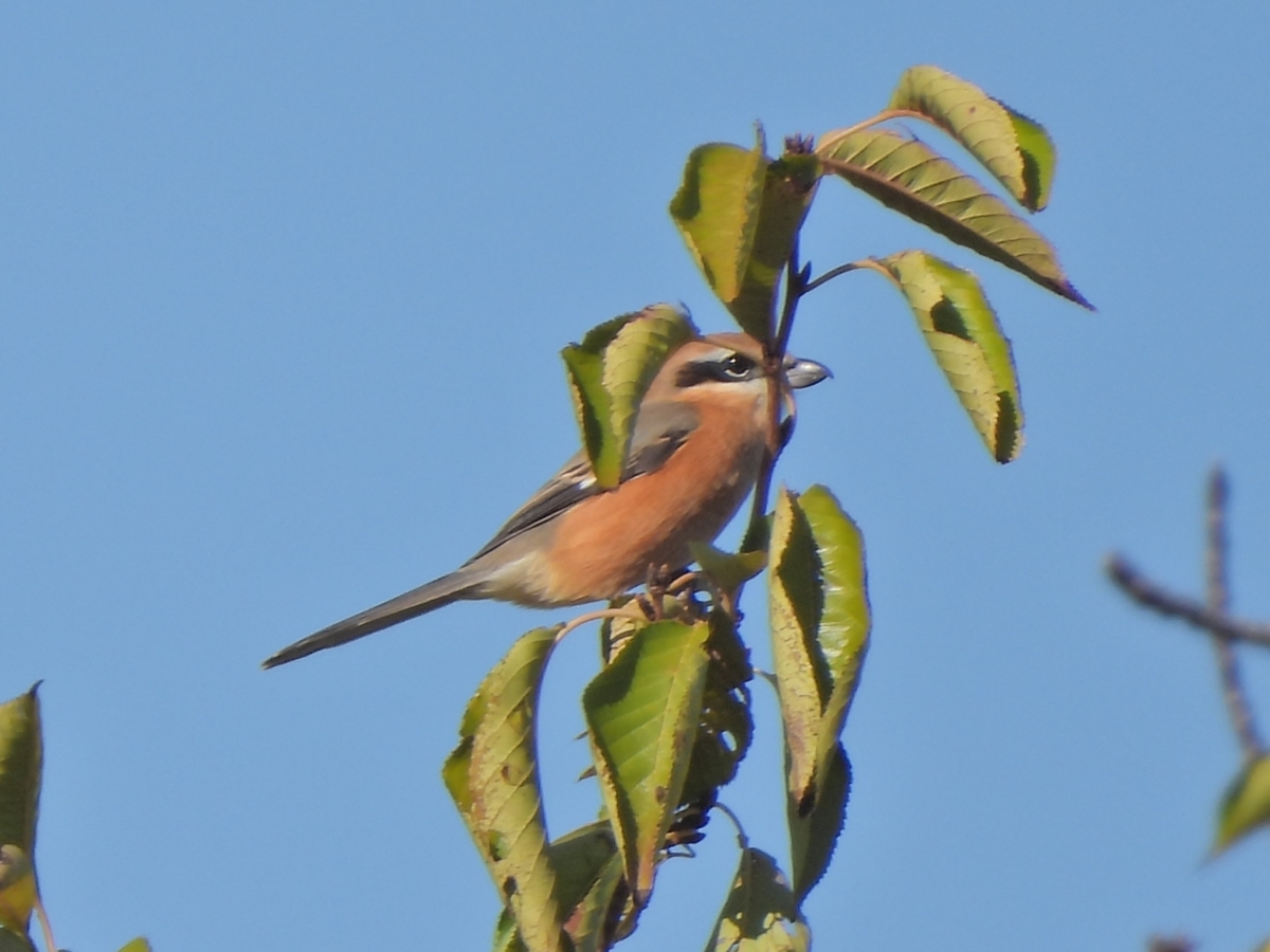 e-bikeで鳥撮 飛びものは難しい、ピンボケのミサゴ - ほとんど半径
