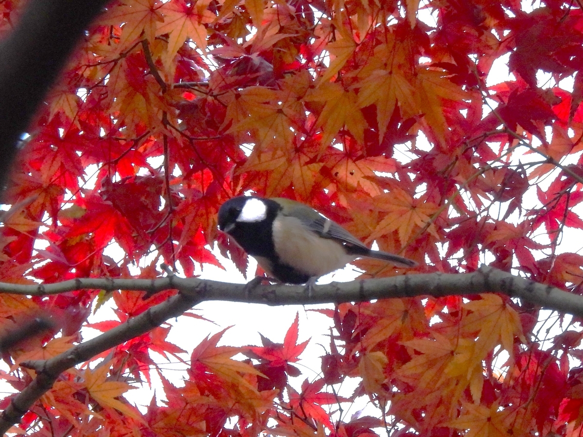 鳥撮日記 鳥より紅葉（モミジ）😊😊 - ほとんど半径10km円の中