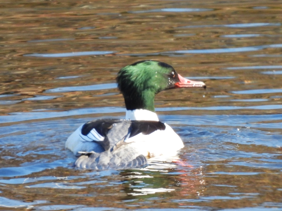 アンチモン 川鳥 この冬，野川で出会った野鳥たち - sunsun fineな日々