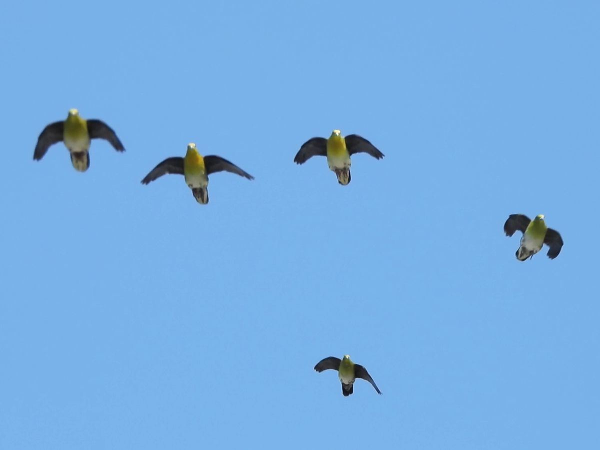 アオバト日記 2025/07/28 寝坊をしても大丈夫😊 - ほとんど半径
