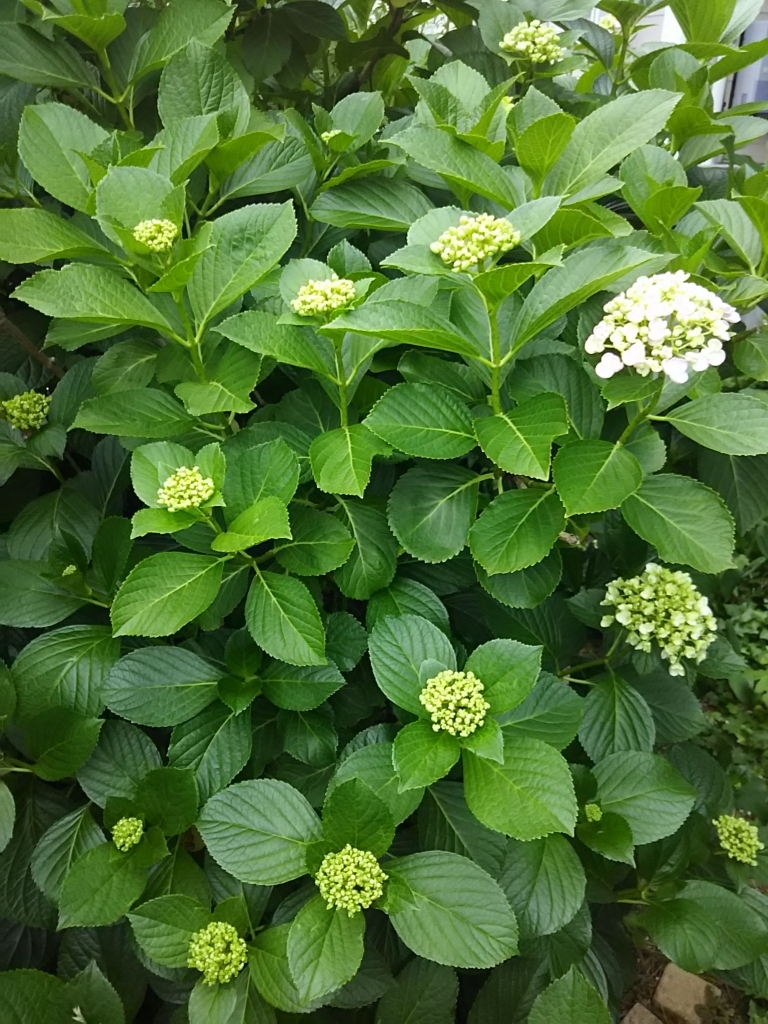 f:id:miyabinoie:20180604125145j:plain f:id:miyabinoie:20180604125145j:plain