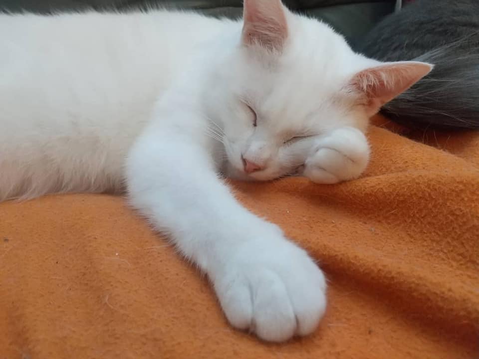 f:id:miyabinoie:20200519200932j:plain