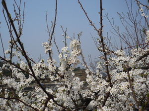 f:id:miyabiyaka:20070322143042j:image f:id:miyabiyaka:20070322143042j:image