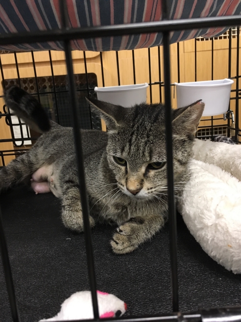 f:id:miyachoco:20171101073640j:plain